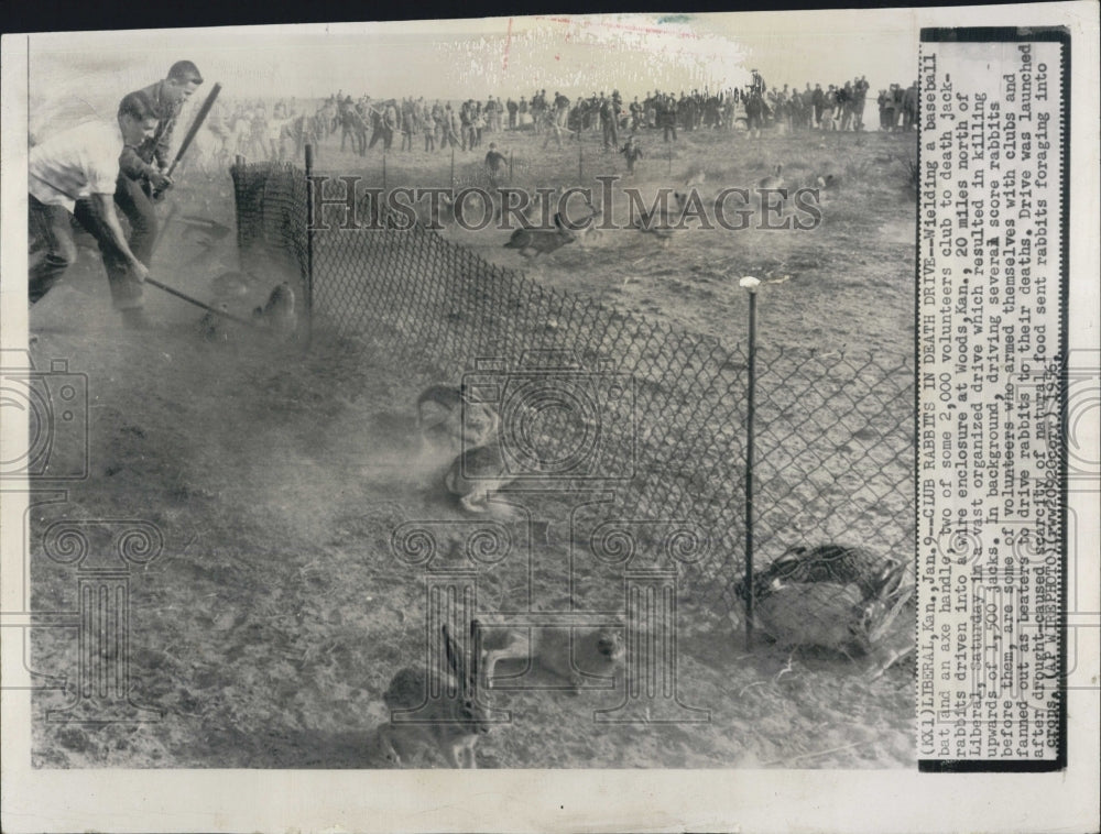 1971 Press Photo Jack Rabbits beaten with clubs - Historic Images