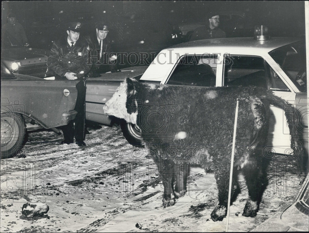 1966 Press Photo Animal Welfare Officials Meeting Docile Bull - Historic Images