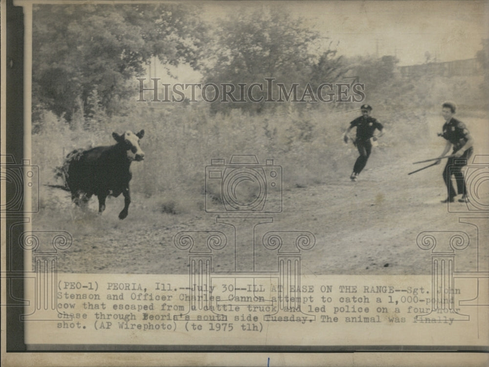 1975 Sgt. John Stenson and Charles Cannon Led On 4-Hour Chase Of Cow - Historic Images