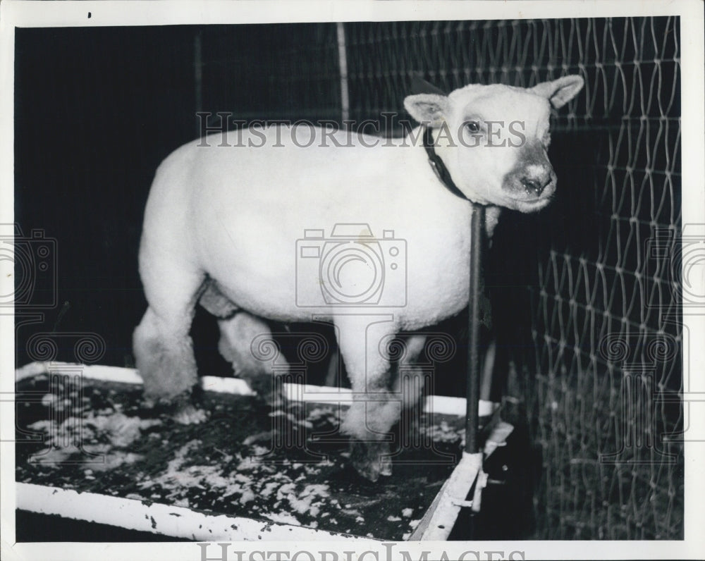 1967 Animal Sheep Southdown - Historic Images