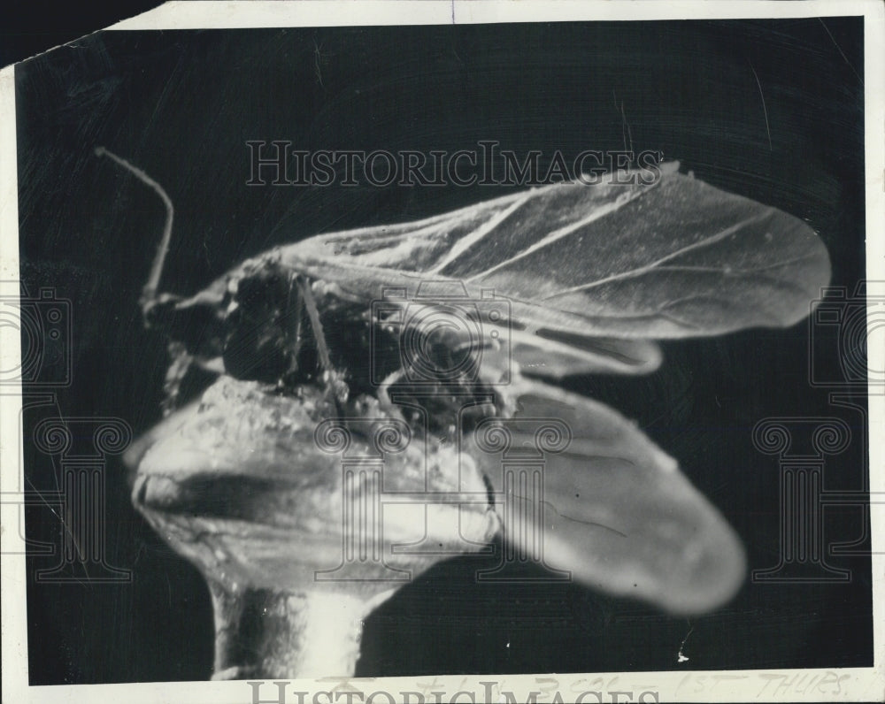 1939 Press Photo Aphid On Plant Stem - Historic Images