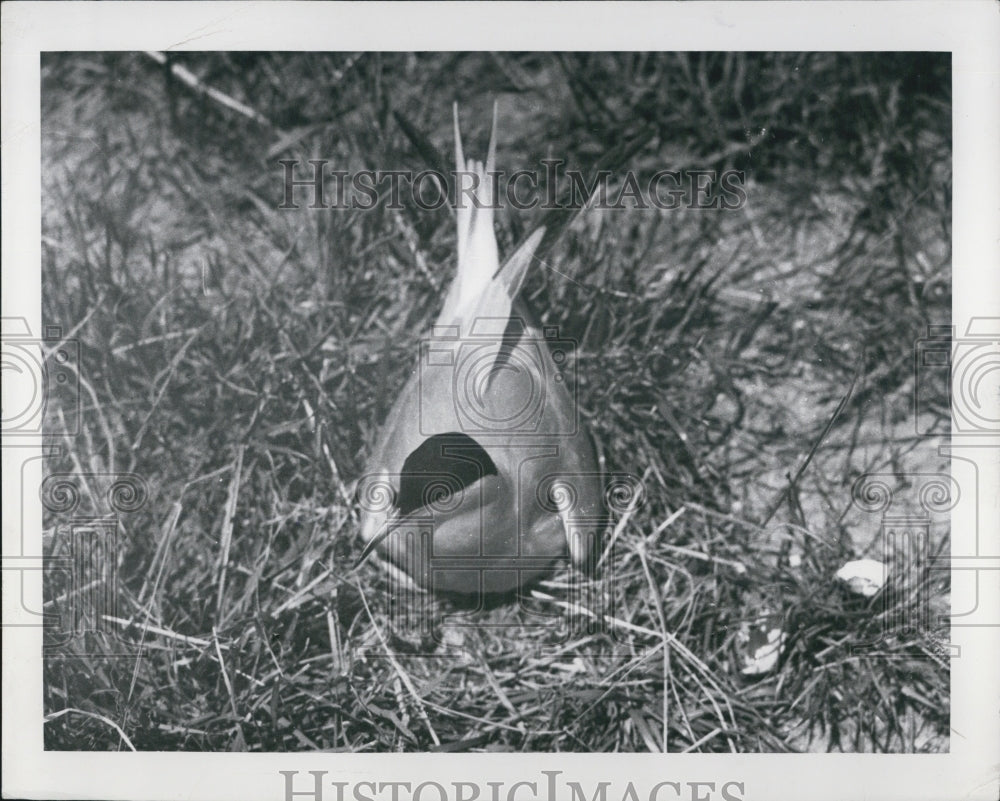 1950 Mrs Tern on Nest Bird - Historic Images