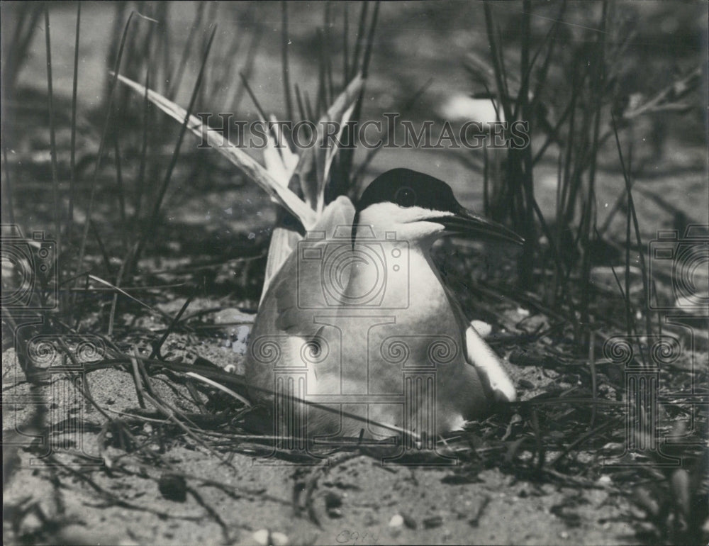 1994 Press Photo Common tern - Historic Images