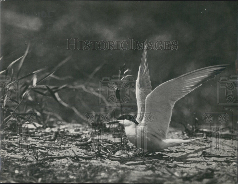 1984 Press Photo Common tern. - Historic Images