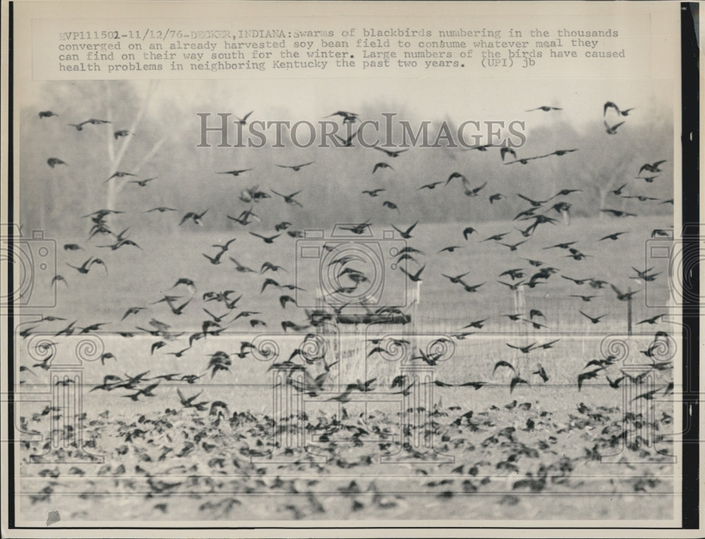 1976 Press Photo Swarms of blackbirds - Historic Images