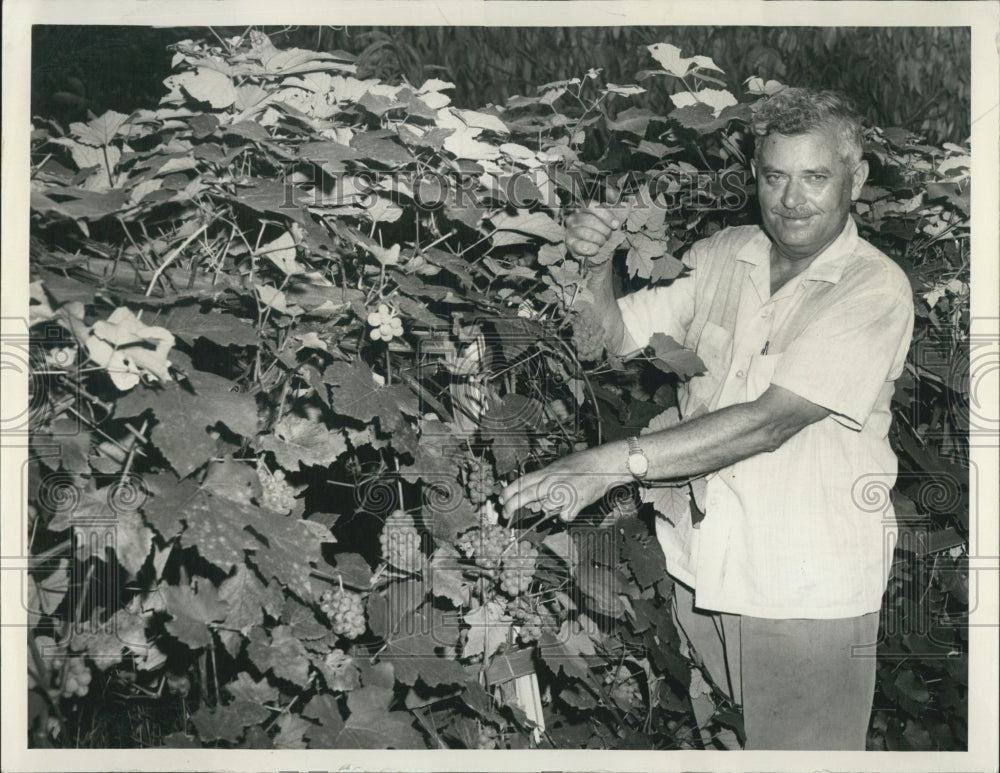 1960 Paul Litvinsky With Grapes - Historic Images