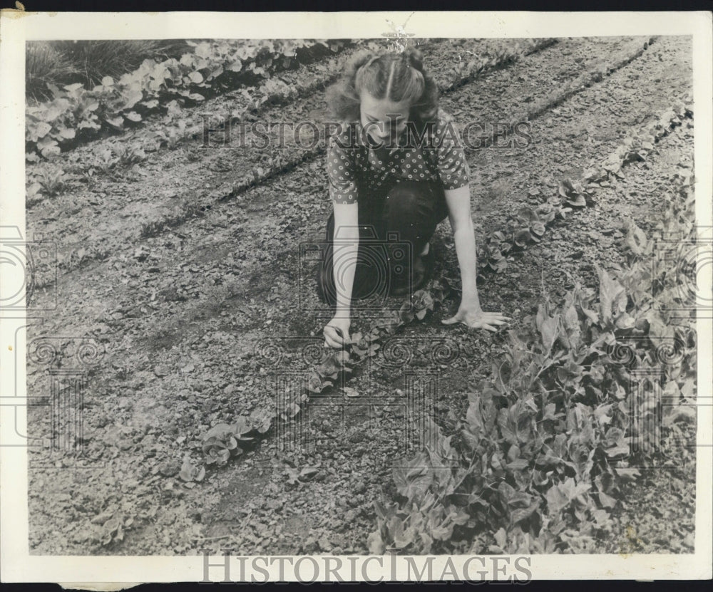 1956 Lady Doing Some Gardening With Young Plants - Historic Images