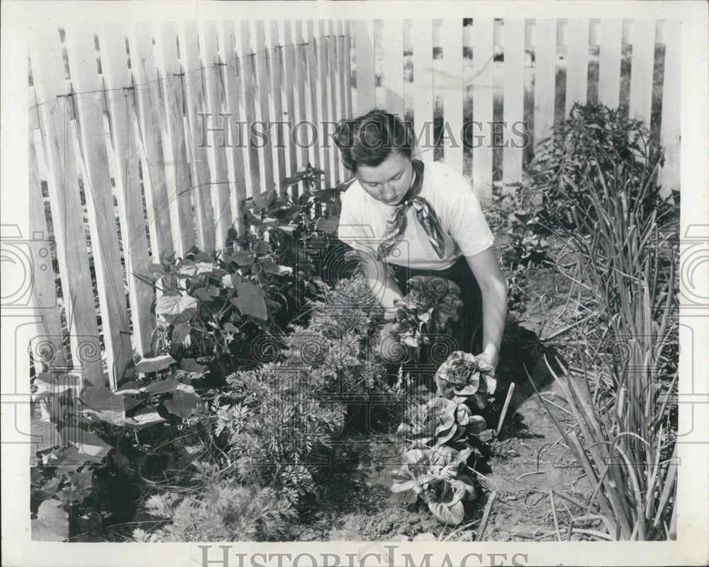 1956 Press Photo Bibb lettuce garden. - Historic Images