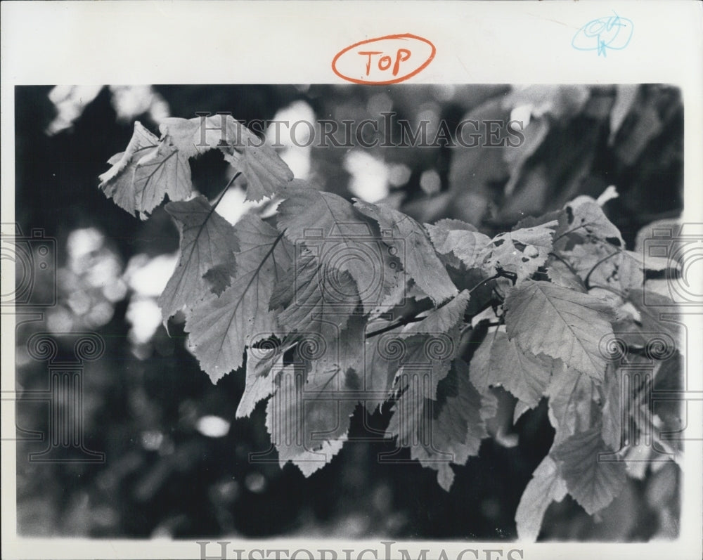 1975 Press Photo Autumn Crunchy brown leaves season change - RSG49641 - Historic Images