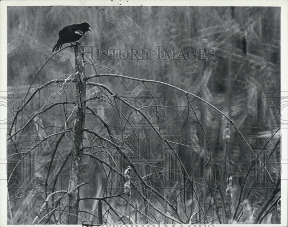 1981 Press Photo Autum Michigan bare Trees - Historic Images