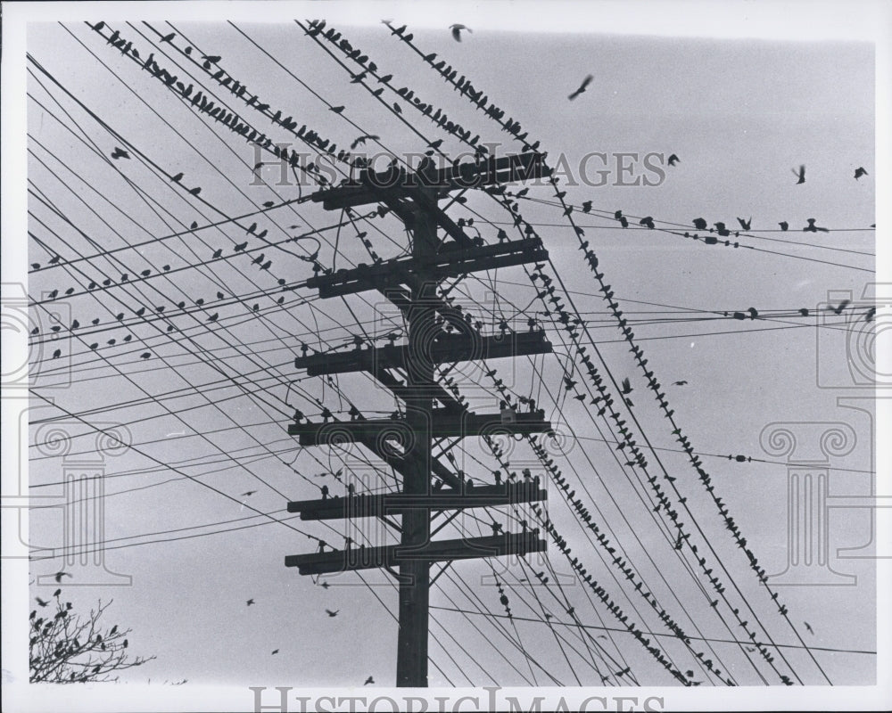 1970 Birds on wires - Historic Images