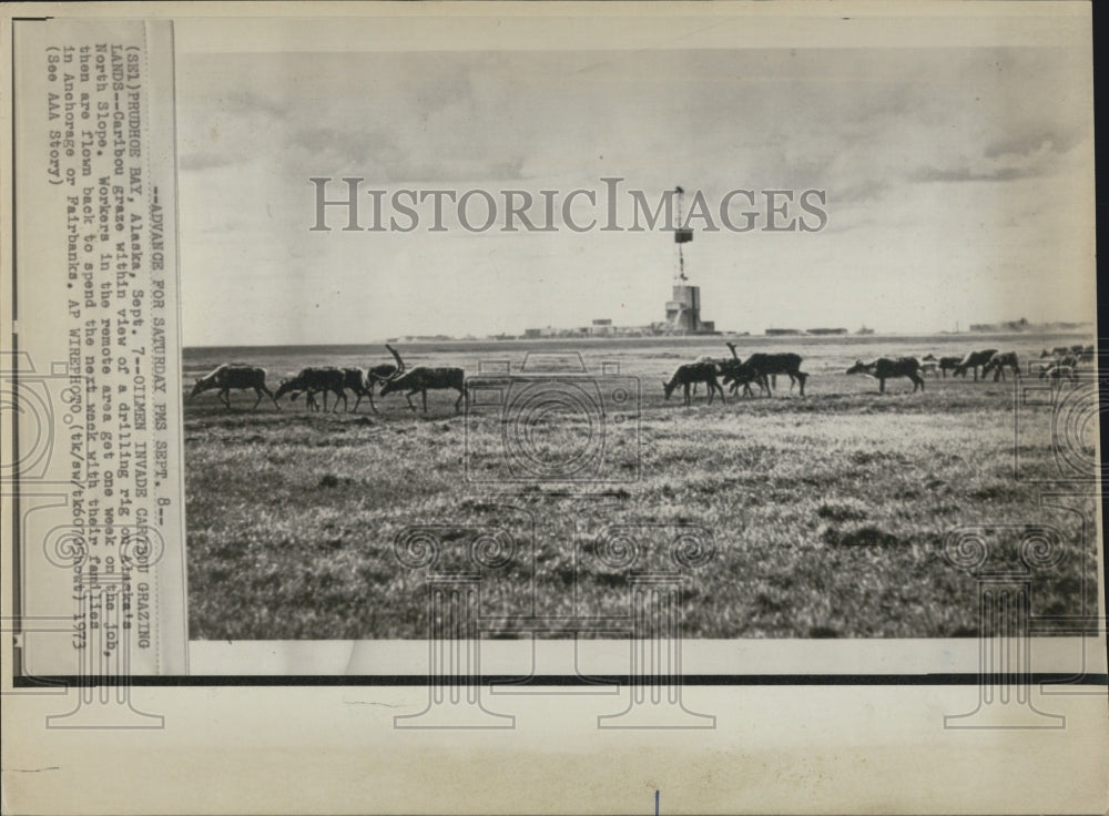 1973 Prudhoe Bay Pipeline Drilling Workers View Caribou Grazing Land - Historic Images