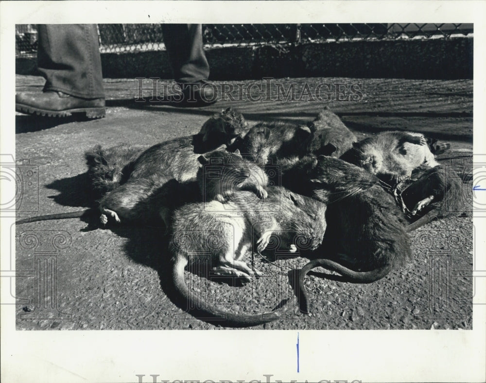 1979 Press Photo Dead Rats in a Pile - Historic Images