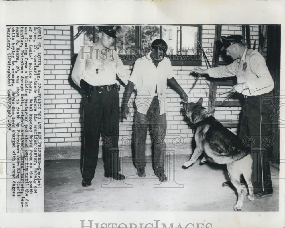 1959 St Louis Police dog,Rebel,snarling at captive Charles Hayes - Historic Images