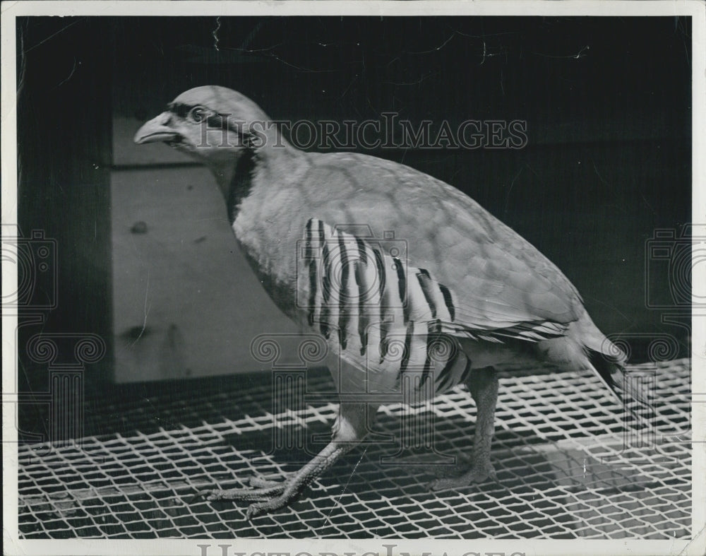 1951 Chicken Partridge Walking On Grate In Detroit MI-Historic Images