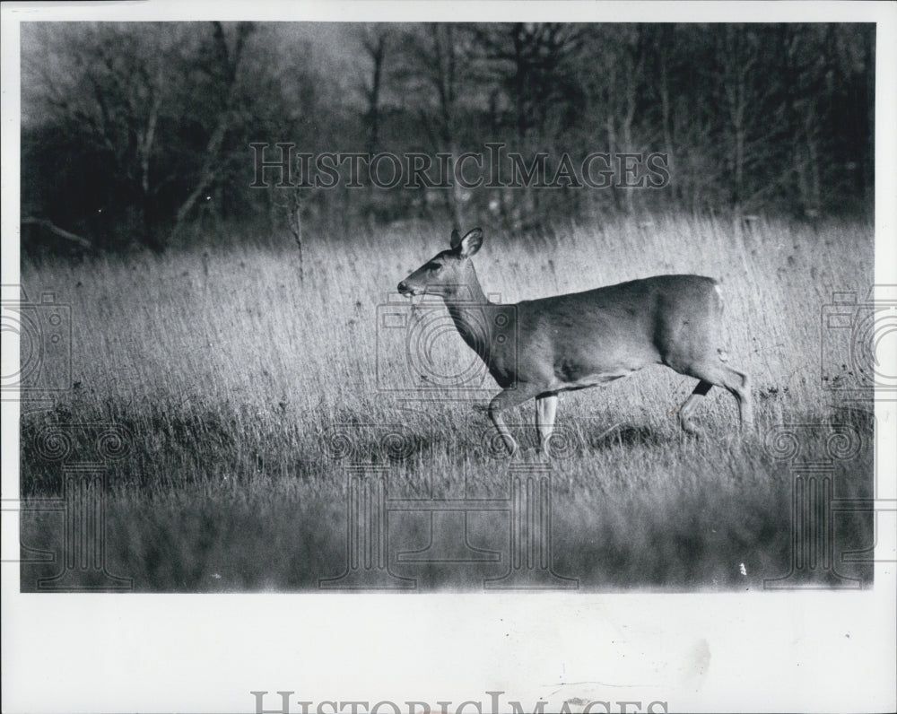 1978 Deer Herd near Flint - Historic Images