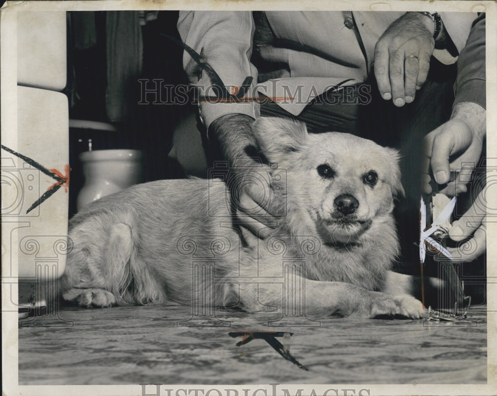 1958 Press Photo Rusty in Law&#39;s Doghouse Gambling - RSG51605 - Historic Images