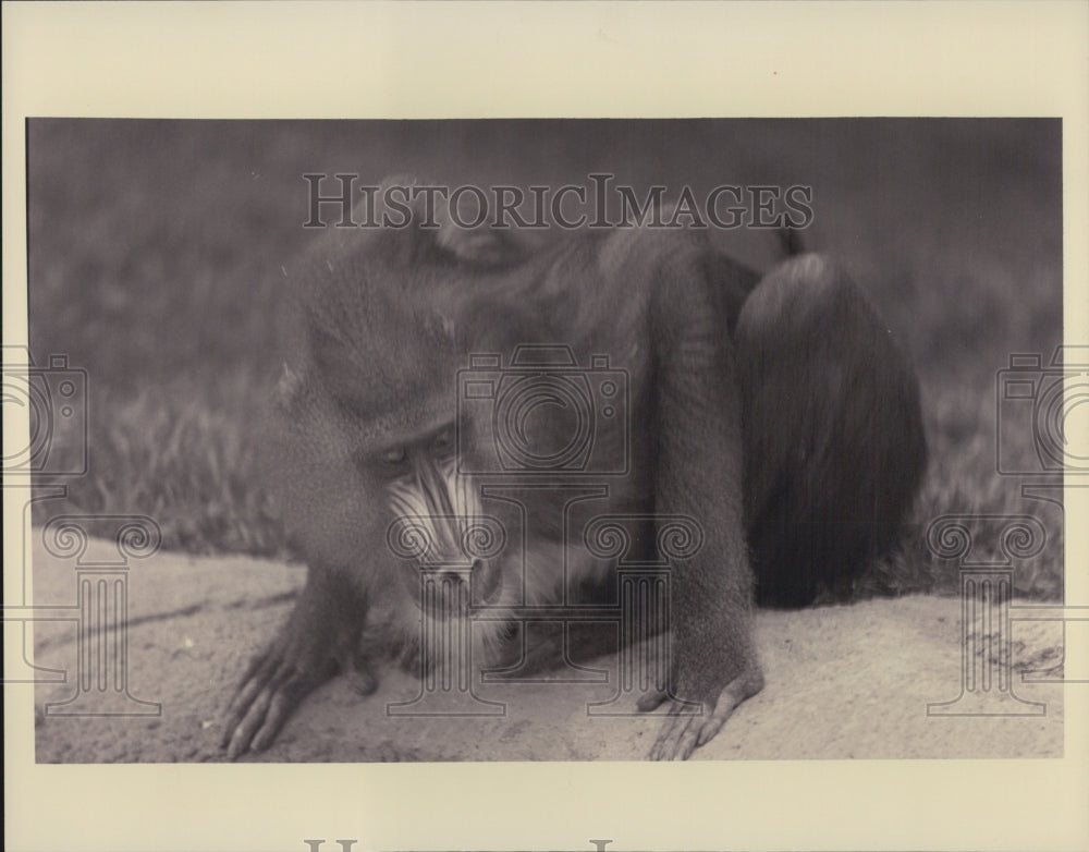 Press Photo Mandrills in Detroit Zoo in Royal Oak - Historic Images