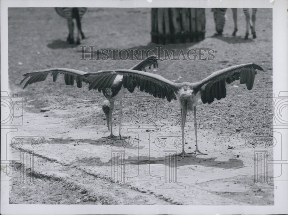 1956 Marabous Specie of the Stork - Historic Images