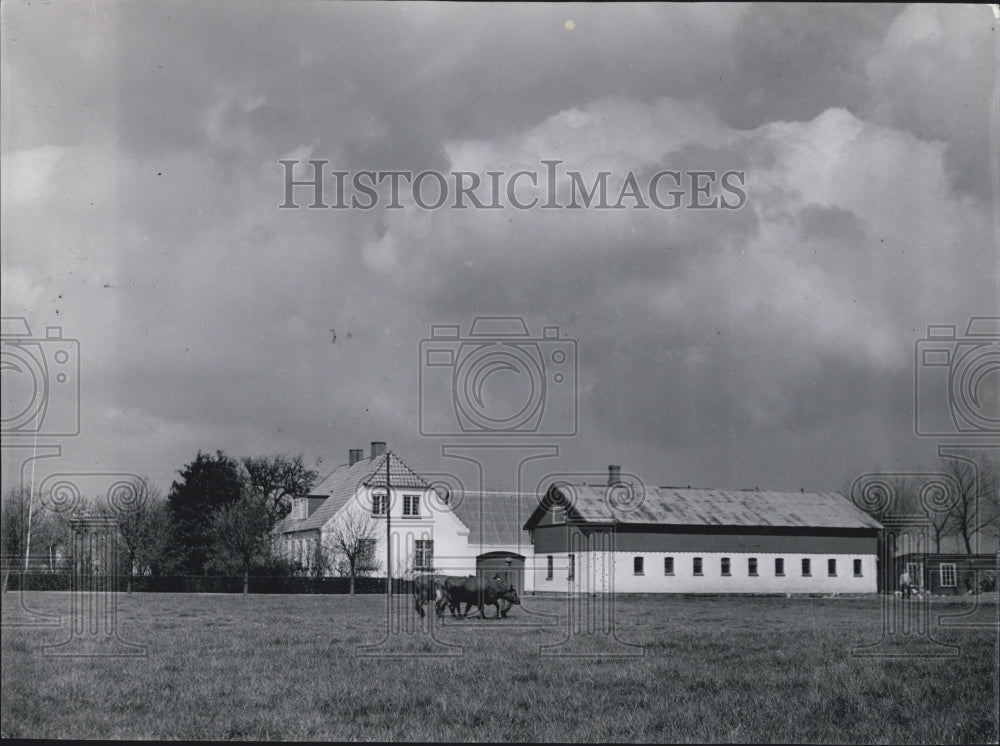 Press Photo Denmark Agriculture farm house field with horses - Historic Images