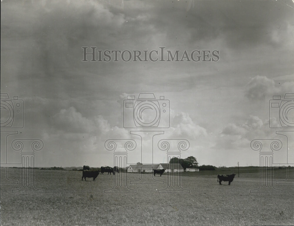 1965 Denmark Agriculture Countryside Medium Size Farm-Red Danish Cow - Historic Images
