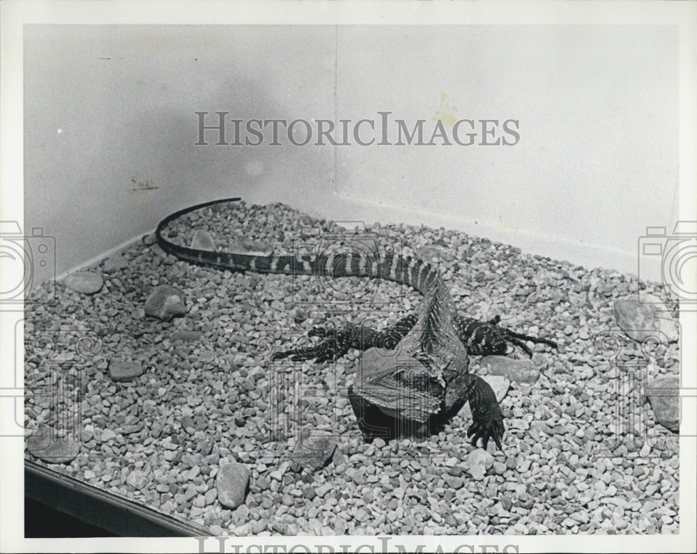 1966 The Eastern Water Dragon Nature Shy Lizard In Chicago Pk Zoo - Historic Images