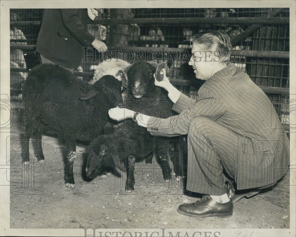 1946 Chicago&#39;s Lincoln Park Zoo Have Karakul Sheep From Portland OR - Historic Images