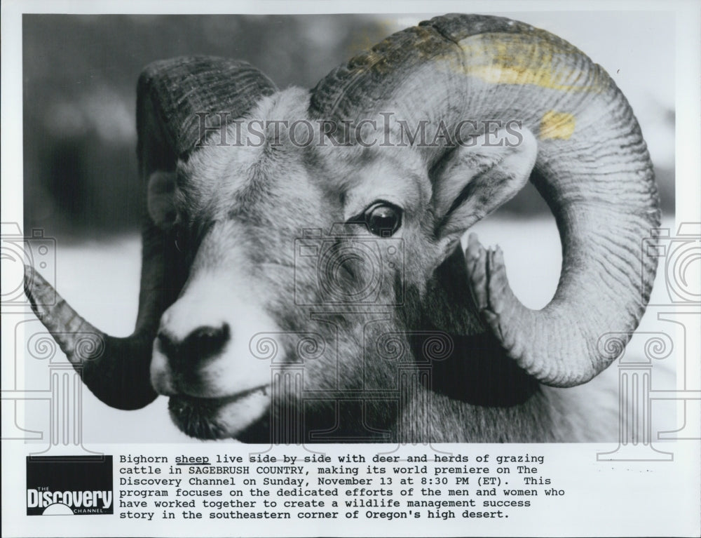 Press Photo Bighorn Sheep Sagebrush country Discovery channel - Historic Images