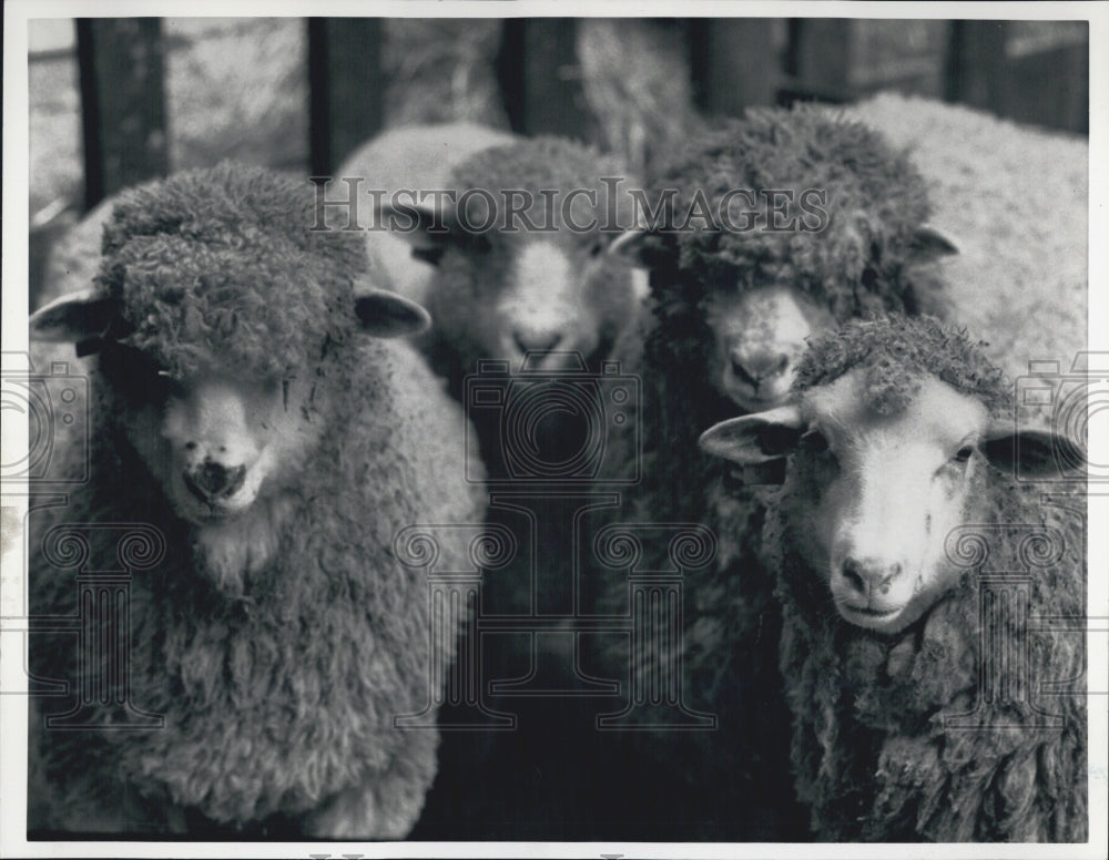 1988 Press Photo Sheep involved in gene-altering experiment - Historic Images