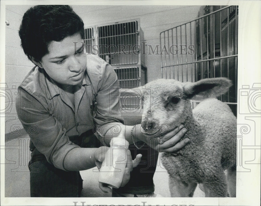 1982 Press Photo Pat Gomez feeding a lamb from a bottle - Historic Images