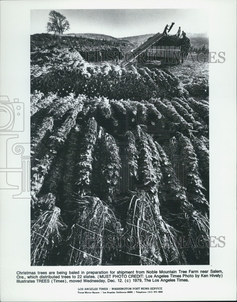 1979 Press Photo Noble Mountain Tree Farm Salem Oregon - Historic Images