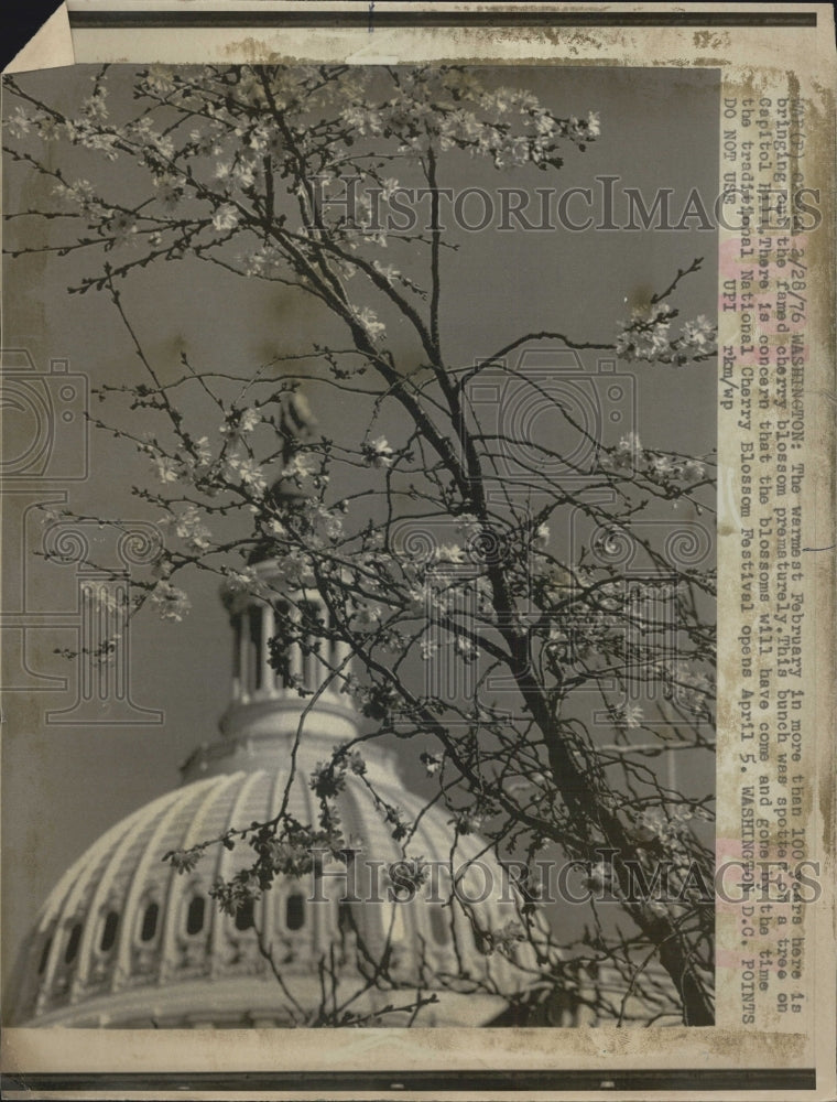 1976 Capitol Hill Cherry Blossom Washington D.C. - Historic Images