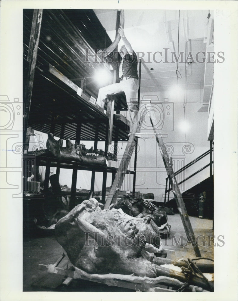 1983 Press Photo Field Museum Manager Inspects Tusks For Planet Earth Exhibit - Historic Images