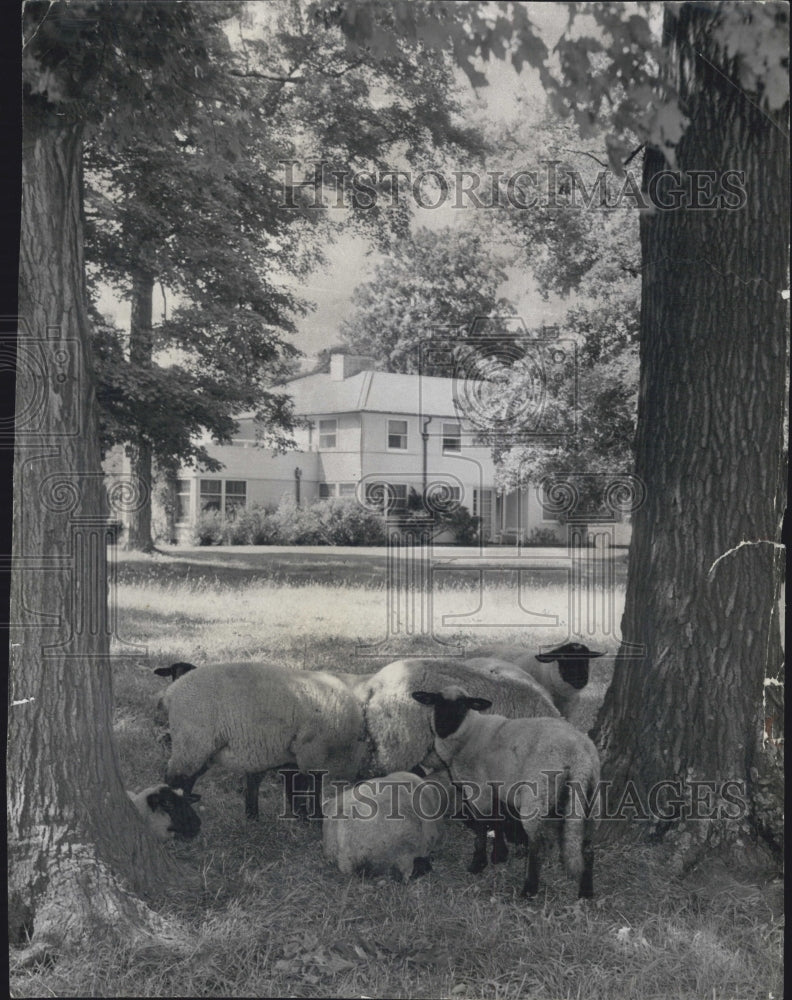 1956 Sheep grazing at the Stevenson farm - Historic Images