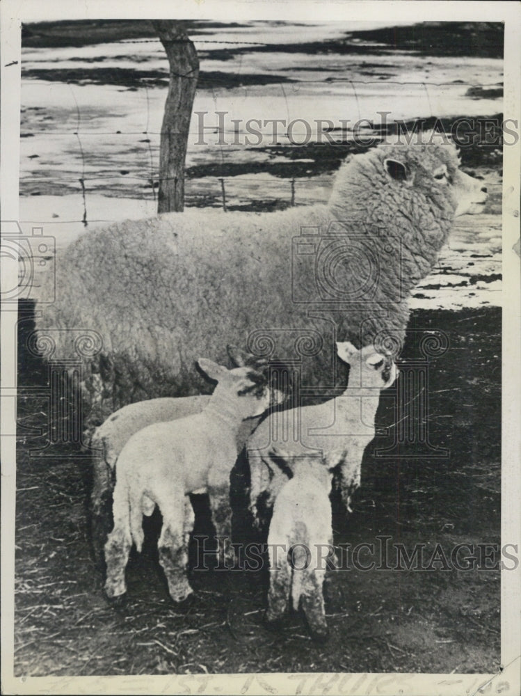 1940 Press Photo Seven Ewes Owned By Thad Goodrich Have Multiple Births - Historic Images