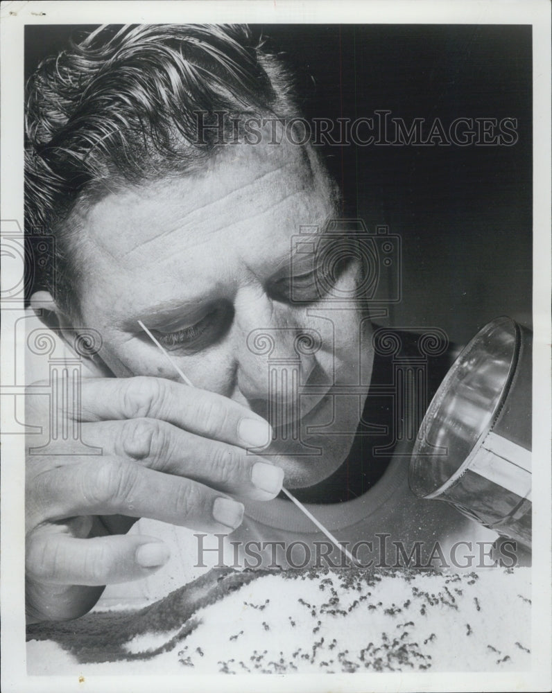 1967 Ken Gidney Collects Ants With Broom Straw For Nice Paycheck - Historic Images