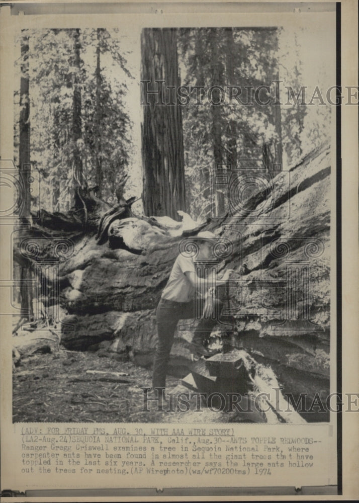 1974 Press Photo Carpenter Ants Topple Redwoods In Sequoia National Park - Historic Images