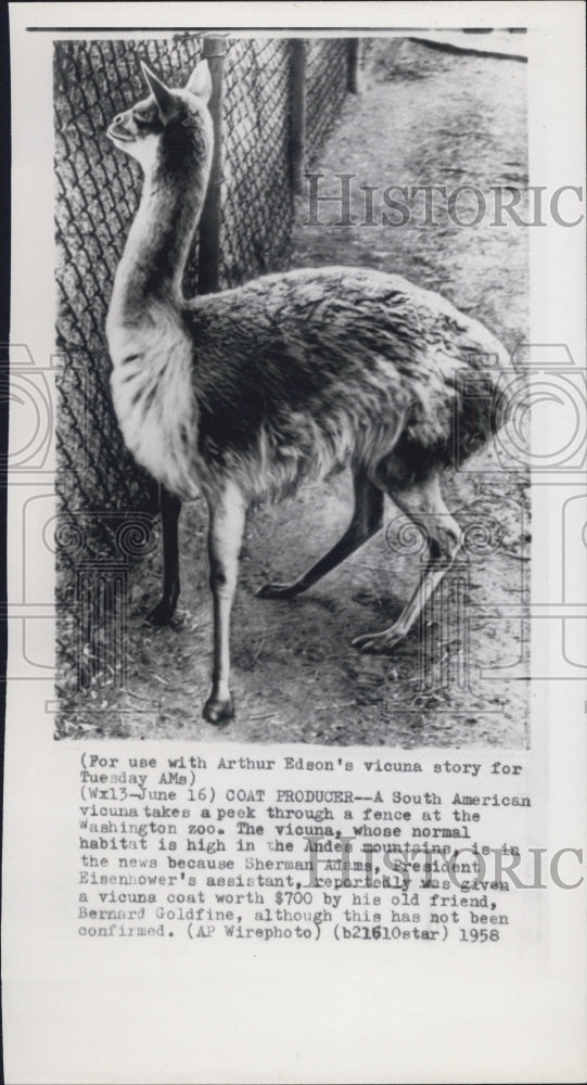 1958 Vicuna peeking through fence at Washington Zoo. - Historic Images