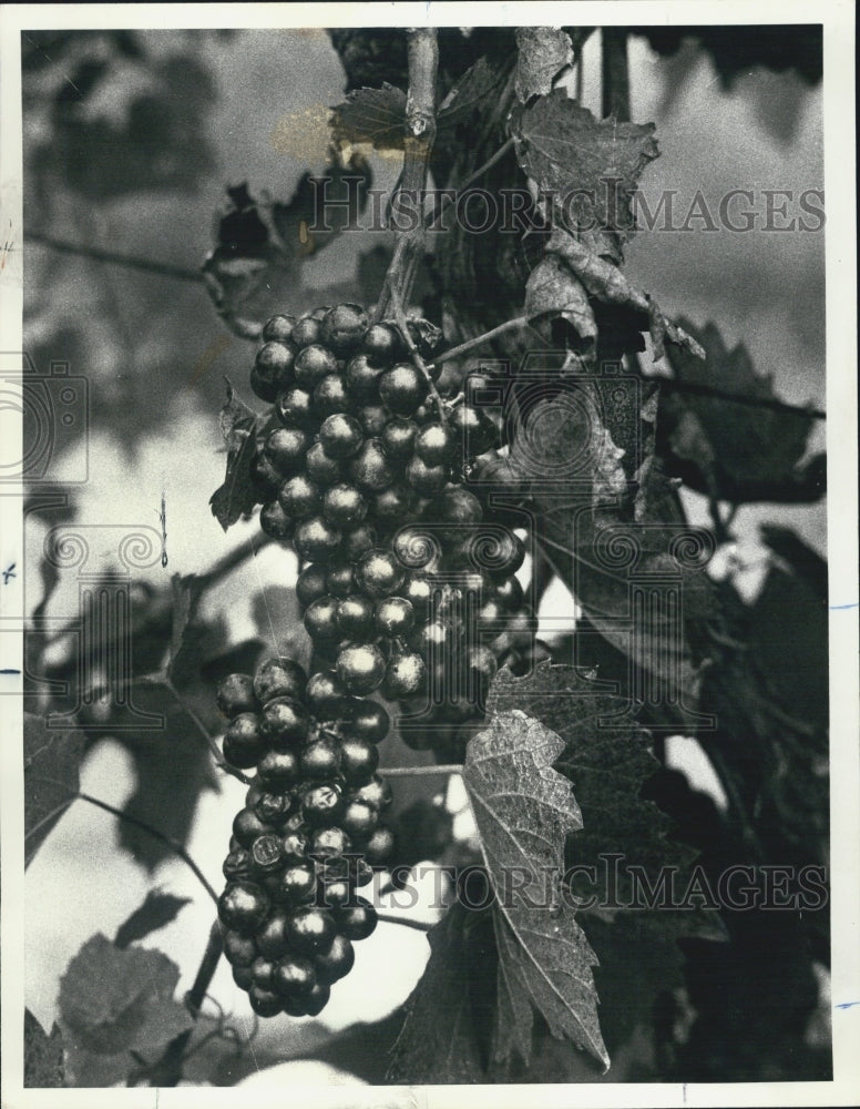 1977 Beautiful Grapes grown in Michigan - Historic Images