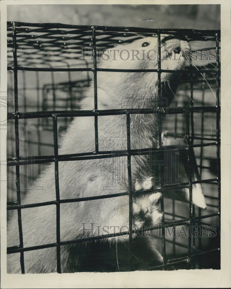 1949 Press Photo One Of Seven Sapphire Minks At Mink Show In Beloit, Wisconsin - Historic Images