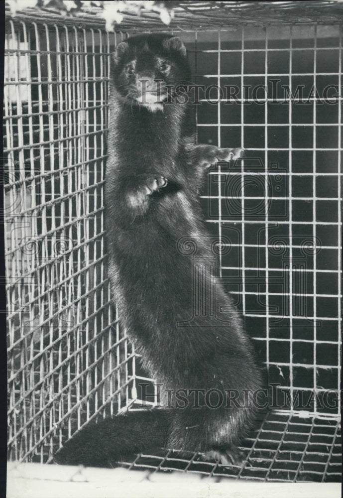 1968 Press Photo Animal Mink In Wire Cage - Historic Images