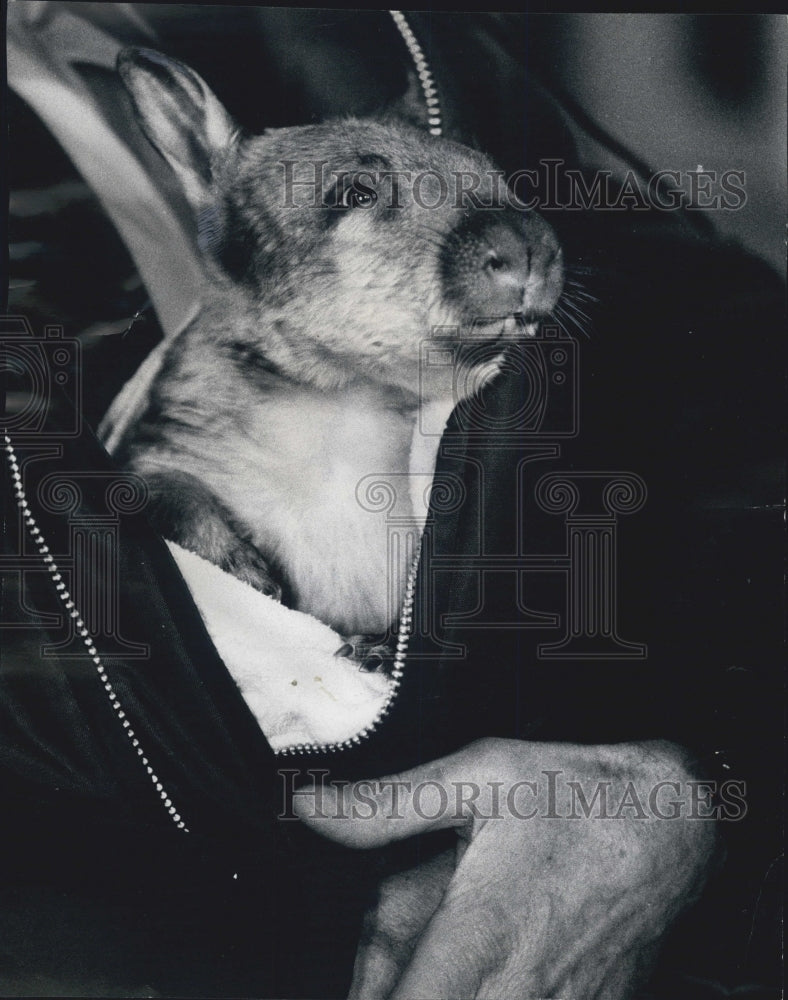 1975 Australian Wombat To Be On Display At Brookfield Zoo - Historic Images