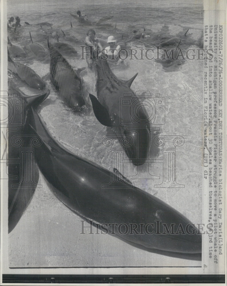 1976 Loggerhead Key, DryTortugas  Pilot whales beached themselves - Historic Images