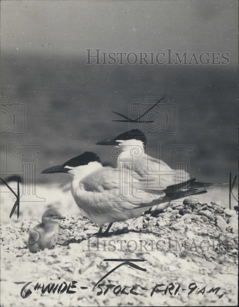 1936 Baby Birds - Historic Images