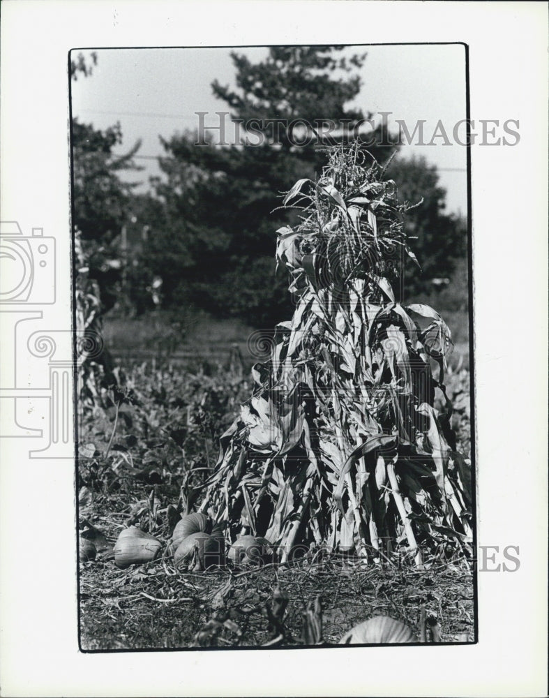 1979 Press Photo Autumn Harvest Scene Clinton Twp - Historic Images