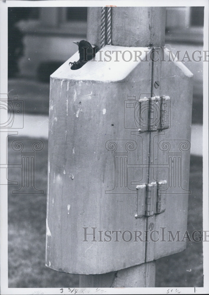 1966 Flag pole becomes Bird Nest - Historic Images