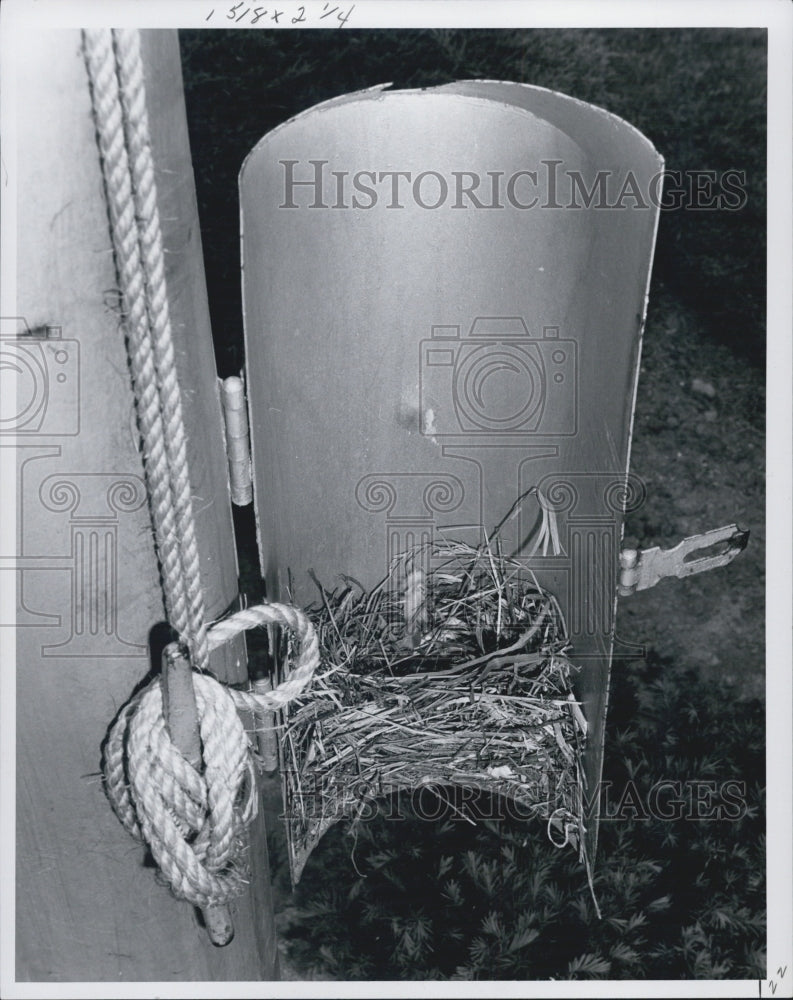 1966 Flag Pole Sitter Bird Nest - Historic Images