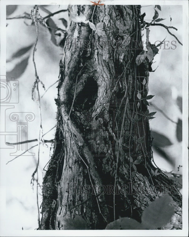 1972 Autumn, Virginia Creeper winding up tree - Historic Images