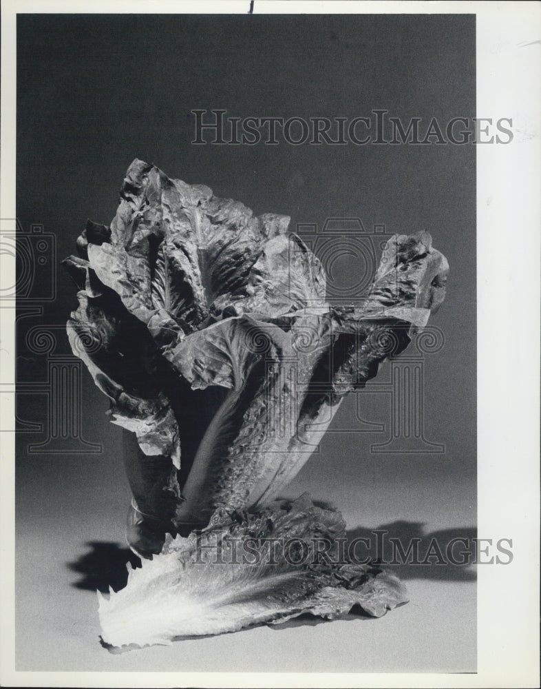 1984 Press Photo Lettuce - Historic Images