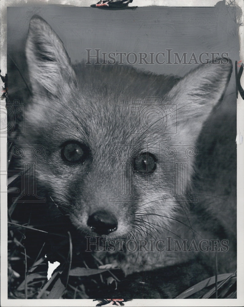 Press Photo Fox - Historic Images